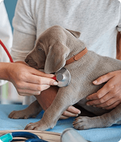 clinica-medica-lelovet clinica-medica-lelovet