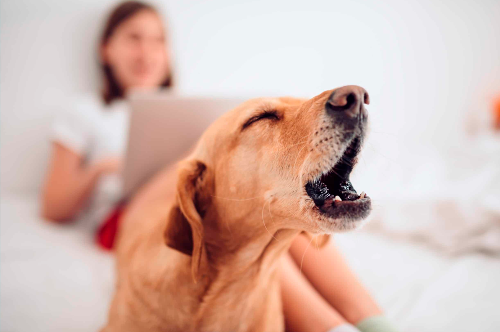 Seu cão é muito ansioso? Descubra como amenizar esse sintoma
