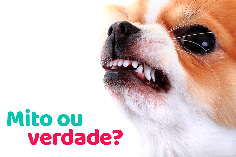 É mito ou verdade que cachorros menores são mais bravos?