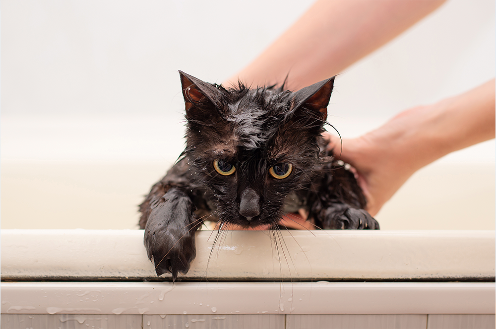 Por que os gatos não devem tomar banho frequentemente?
