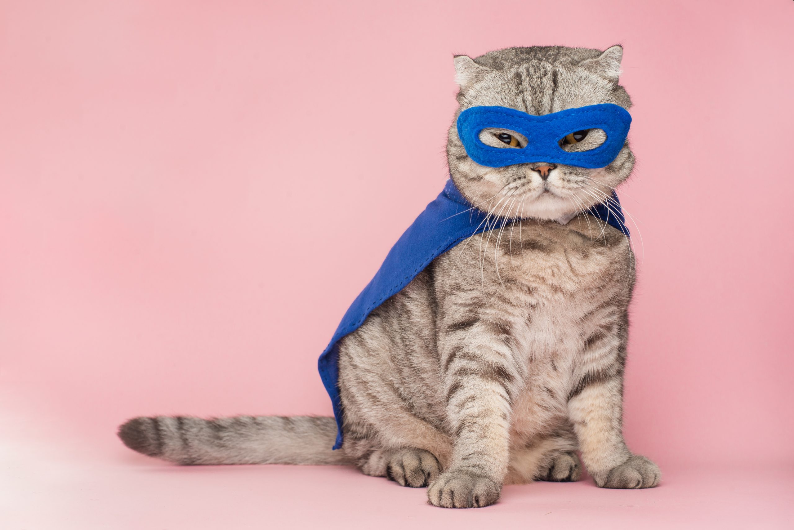 Curiosidades sobre os gatos