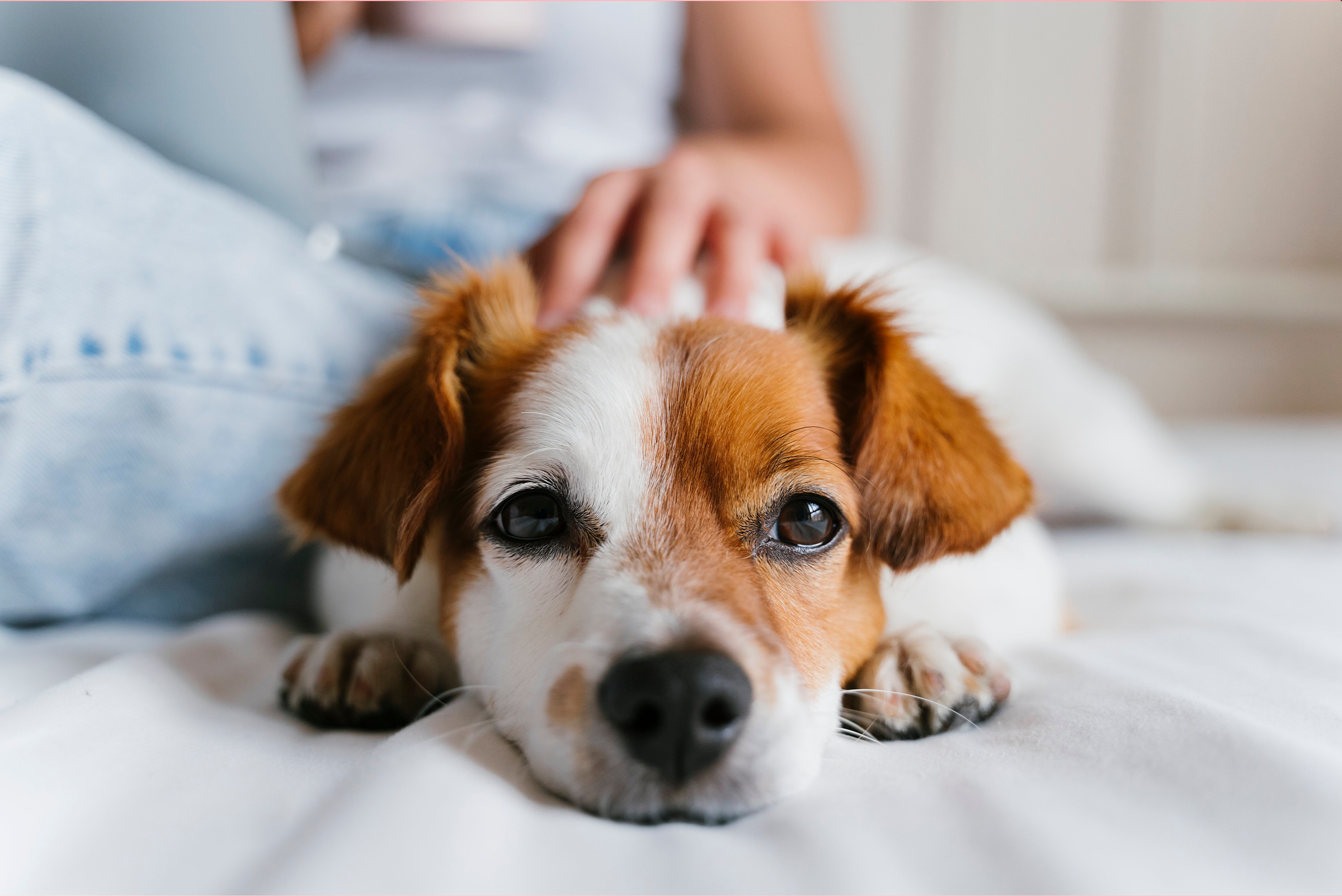 Cachorros mais calmos e comportados