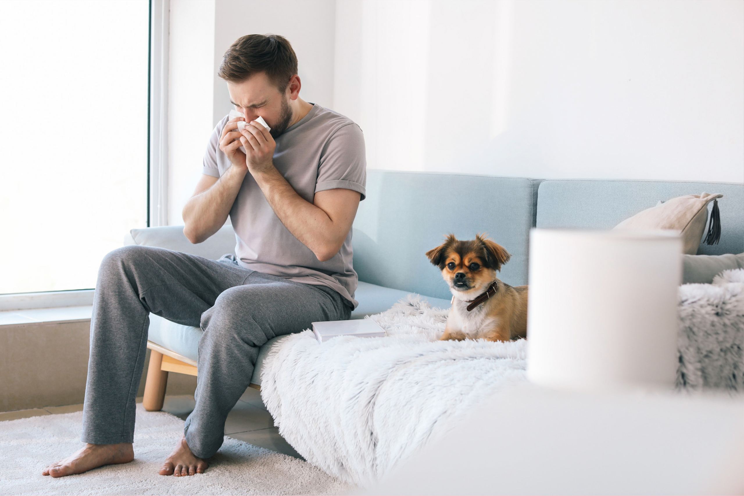 Animais de estimação para quem tem alergia