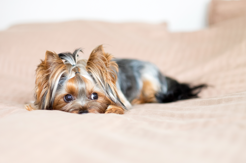 Raça de cachorro ideal para apartamento