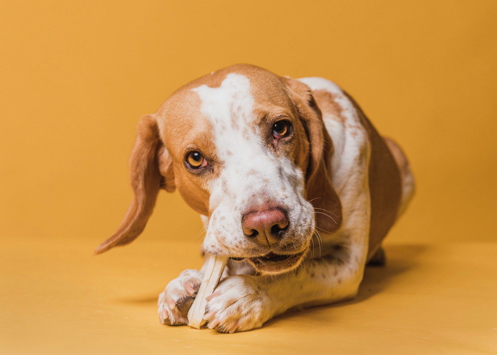 Alimentação correta para cachorros