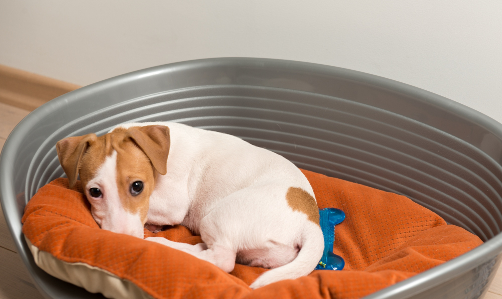Modelo de cama ideal para o seu pet