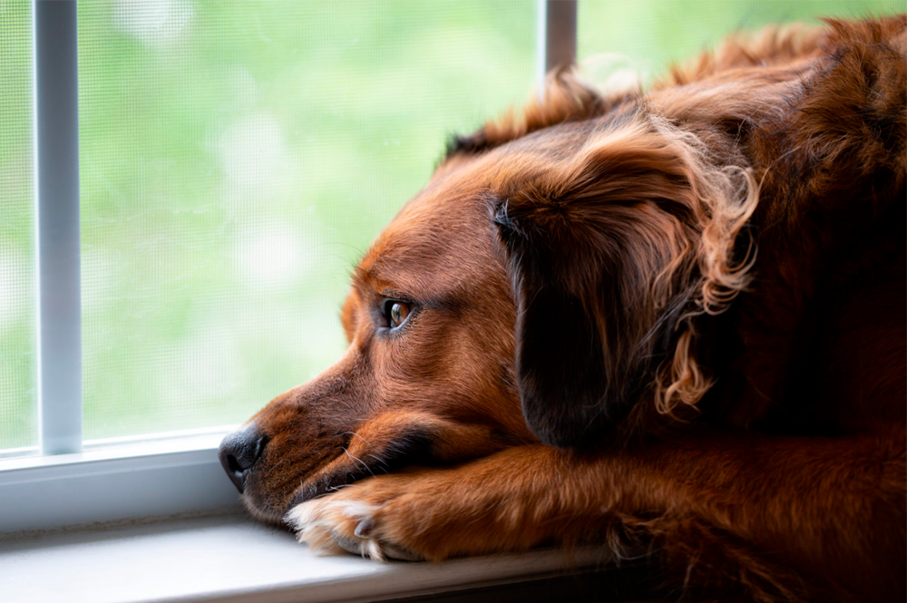 Depressão em animais de estimação