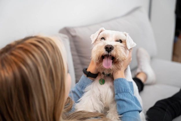 Métodos para melhorar a convivência com o seu pet