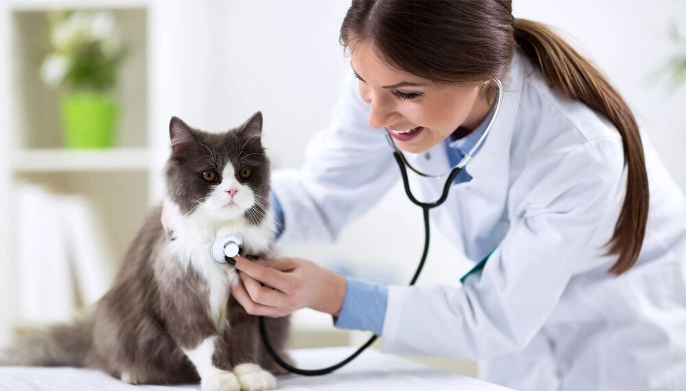 Por que devemos levar nosso pet ao veterinário?
