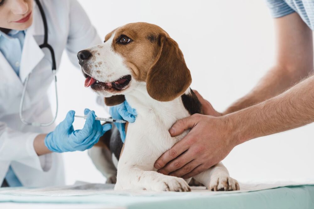 Importância da vacinação em cães e gatos