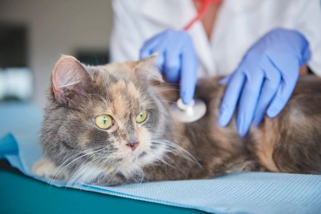 Saiba o que pode estar causando anorexia no gato
