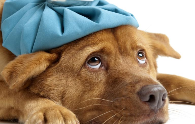 Tire todas as suas dúvidas sobre cinomose canina