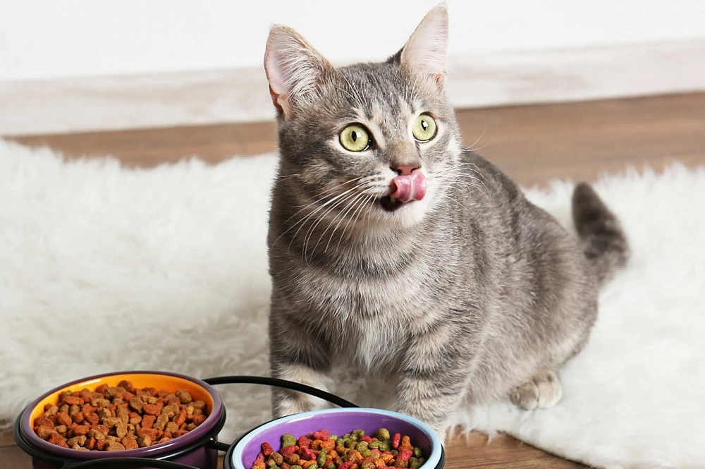 Alimentos que gatos podem e não podem comer