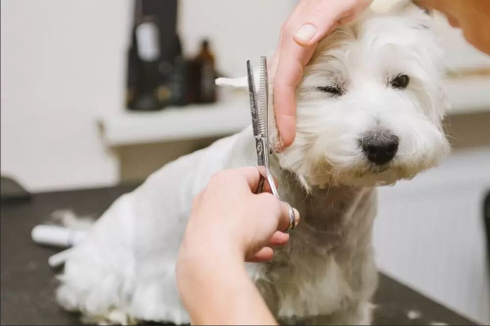Será que é bom tosar o cachorro para o verão?