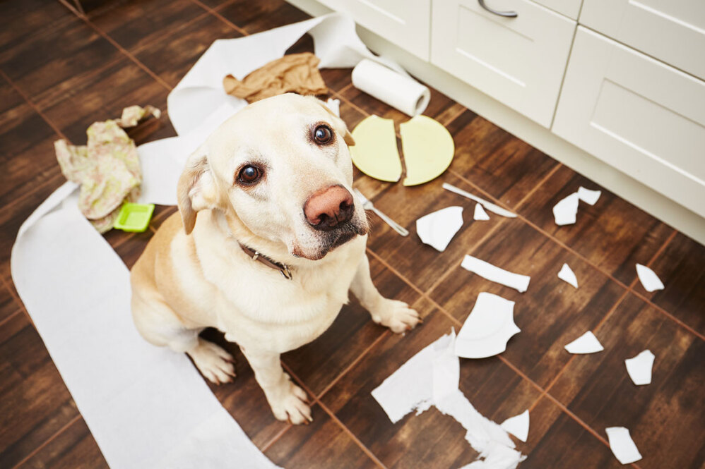 O que fazer com cachorros que destroem tudo em casa?