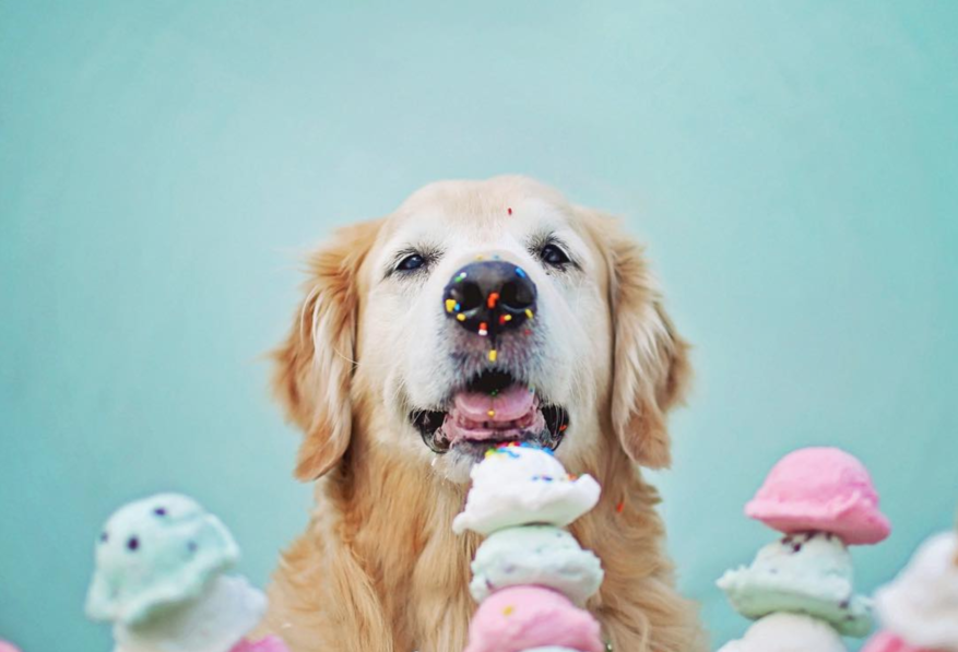 Cachorro pode ou não tomar sorvete?
