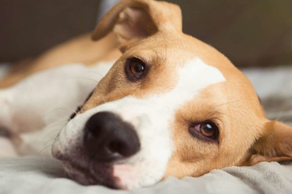 O que fazer com o pet quando for viajar?