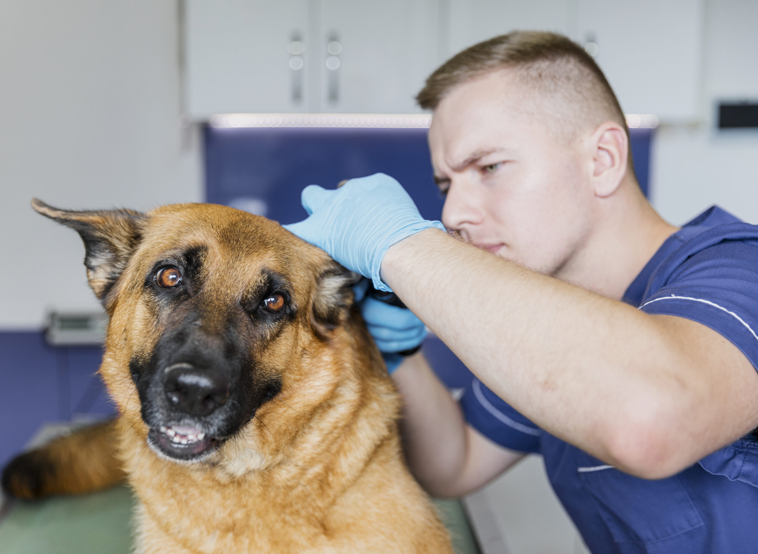 Prevenção de Doenças Transmitidas por Carrapatos Como Manter seu Pet Protegido
