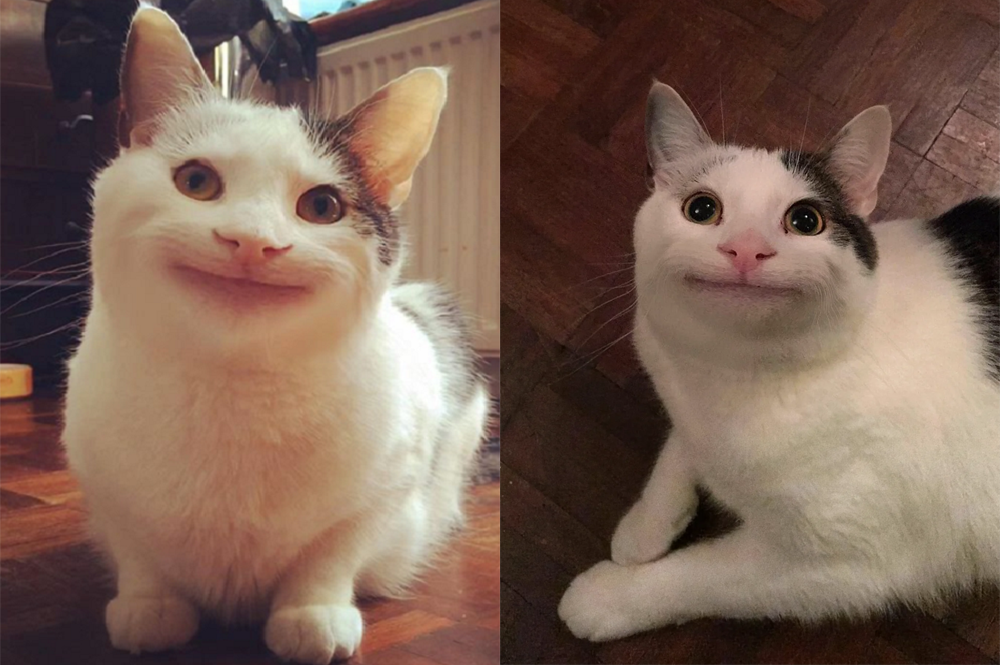 Eh Mole Descubra A Ra a Dos Pets Que S o Memes L loVet Cl nica 