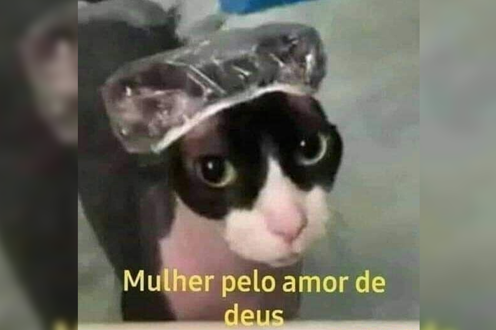Eh Mole Descubra A Ra a Dos Pets Que S o Memes L loVet Cl nica 