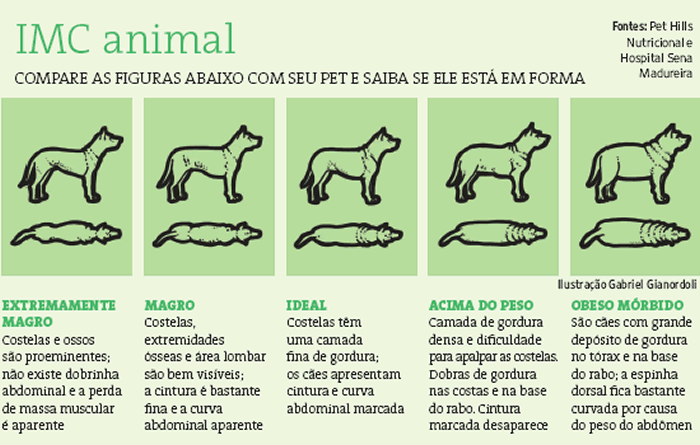 Alguns sinais simples podem indicar excesso de peso em cães:
Falta de cintura visível ao olhar de cima;
Dificuldade para sentir as costelas ao tocar a barriga;
Pouca disposição para caminhar ou brincar;
Cansaço fácil;
Respiração ofegante mesmo em repouso.