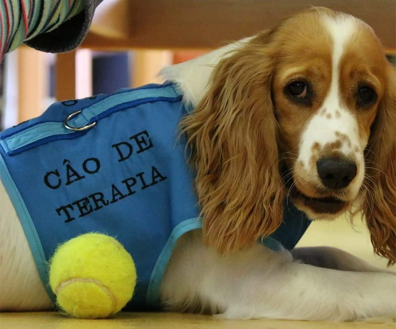 Cão de Terapia
