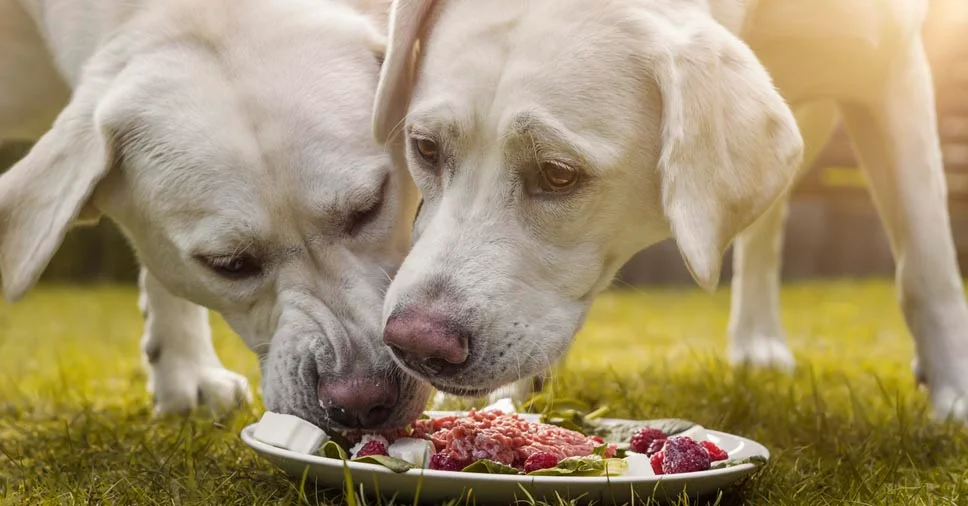 O veterinário pode ajustar a dieta, recomendar exames e acompanhar o progresso do peso.