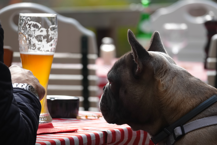 Álcool em qualquer quantidade é extremamente tóxico para cachorros