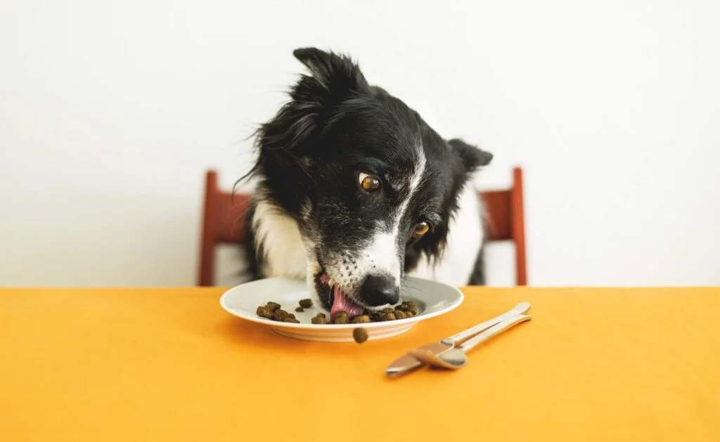 Muitos alimentos comuns para humanos podem ser extremamente tóxicos para cães.